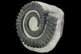 Devonian Ammonite (Anetoceras) - Morocco #96337-1